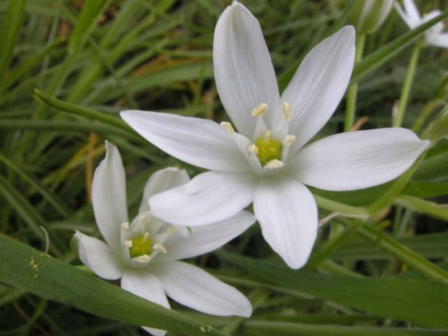 Common star of Bethlehem