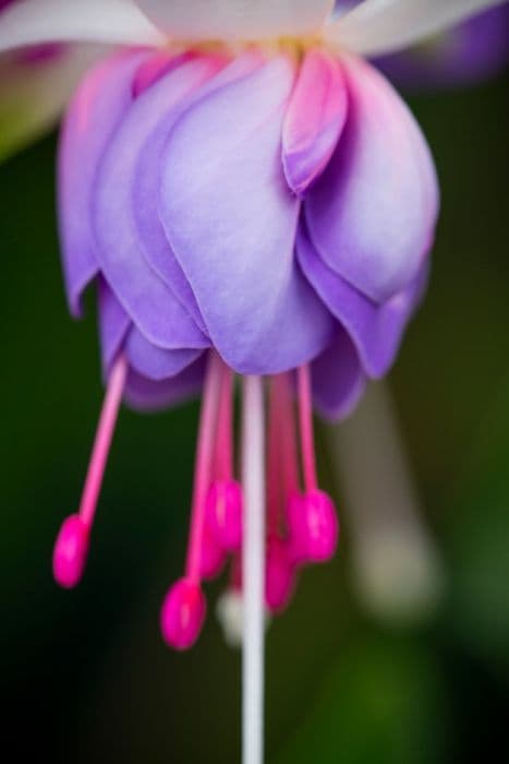 fuchsia 'Lillian Annetts'