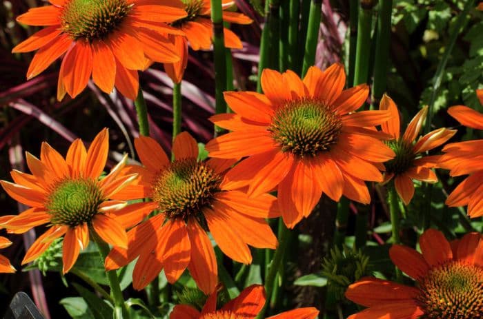 coneflower 'Tangerine Dream'