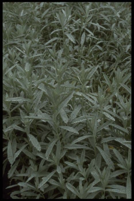 western mugwort