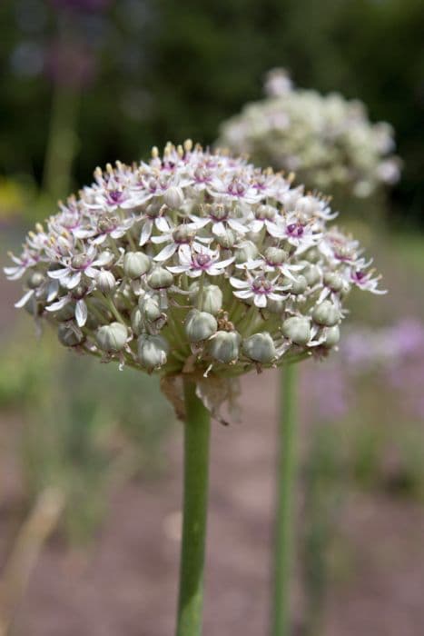 allium 'Silver Spring'