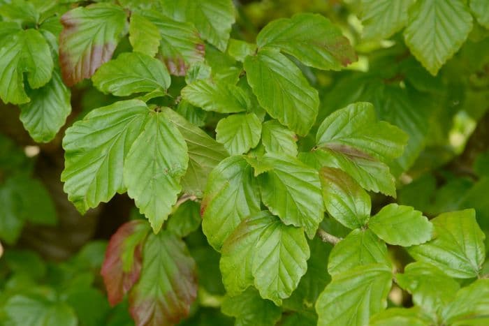 Persian ironwood 'Vanessa'