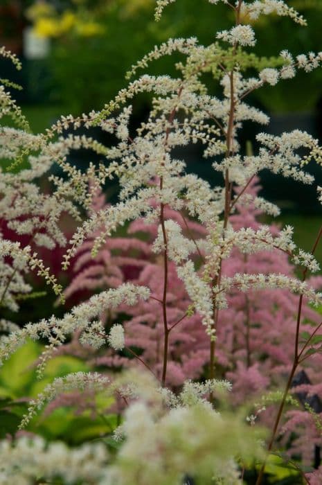 astilbe 'Professor van der Wielen'