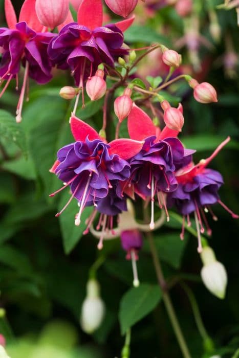 fuchsia 'Royal Academy'