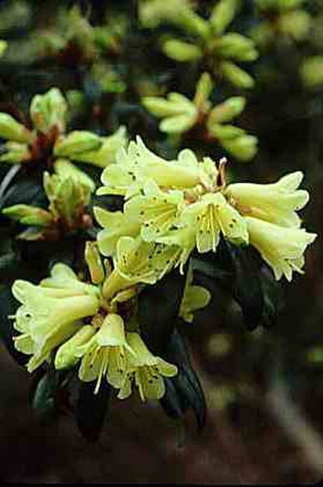 rhododendron 'Yellow Hammer'