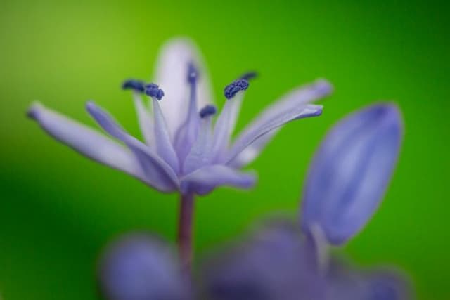 Pyrenean squill