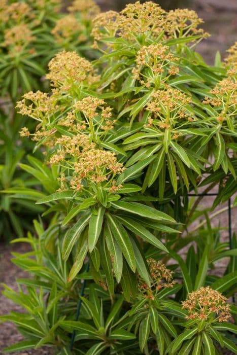 Canary spurge