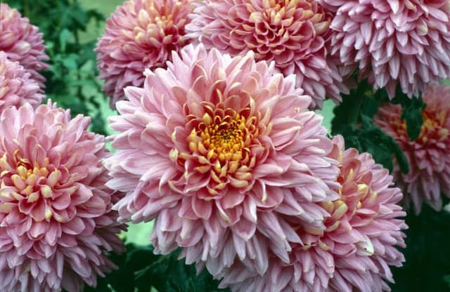 Chrysanthemum 'Princess Anne'