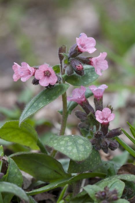 Bethlehem sage 'Dora Bielefeld'