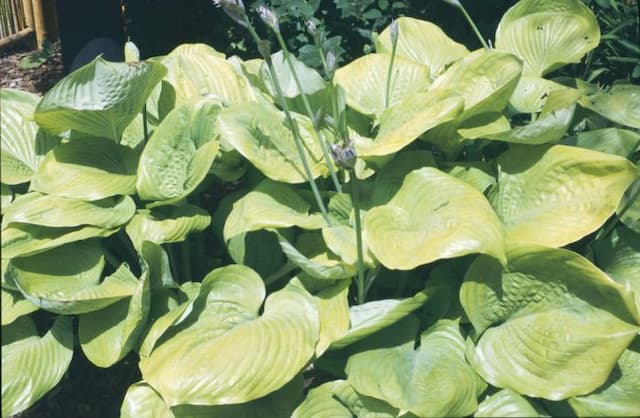 Plantain lily 'Sum and Substance'