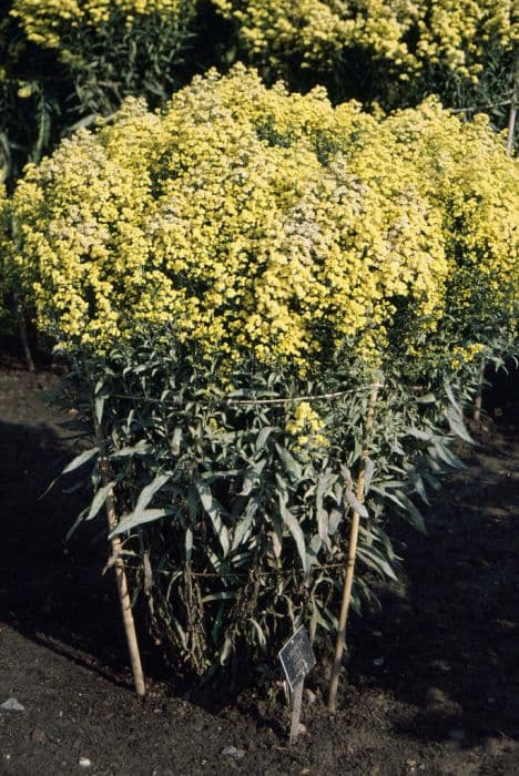 goldenrod 'Lemore'