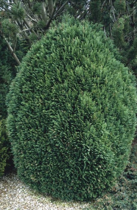 Lawson's cypress 'Gimbornii'