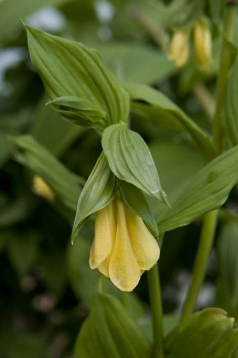 one-flowered disporum