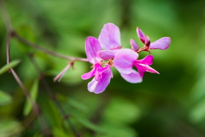 Himalayan indigo 'Silk Road'