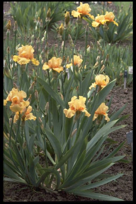 iris 'Orange Dawn'