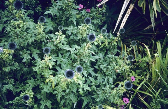 small globe thistle