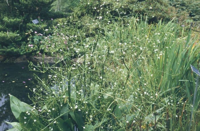 water plantain