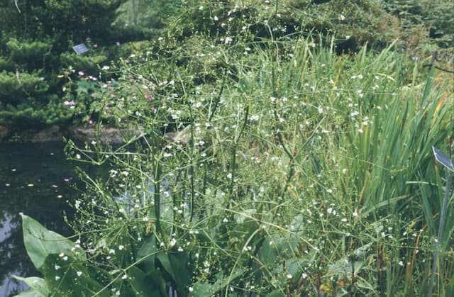 Water plantain