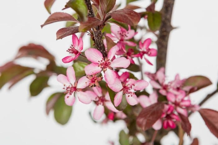 toringo crab apple 'Aros'