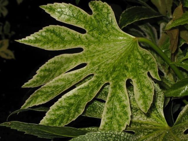 Japanese aralia 'Tsumugi-shibori'