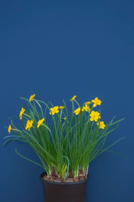 Daffodil 'Yellow Pearl'