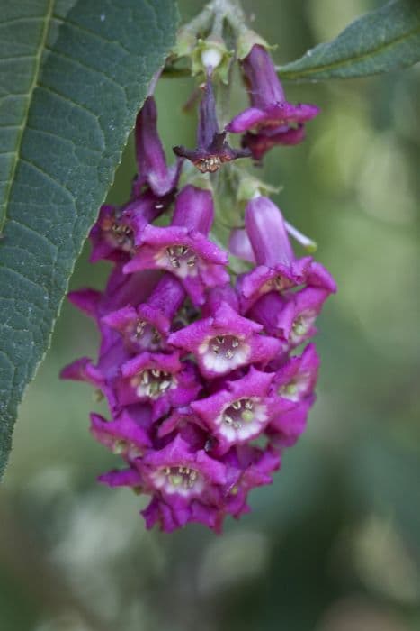 Colvile butterfly bush