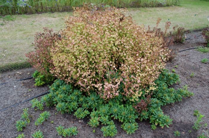 spurge 'Whistleberry Garnet'