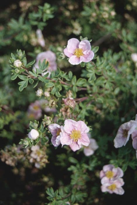 shrubby cinquefoil [Princess]