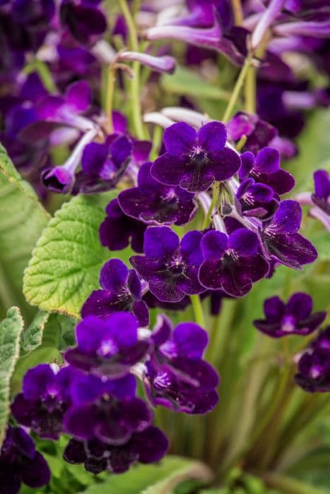 Cape primrose 'Purple Velvet'