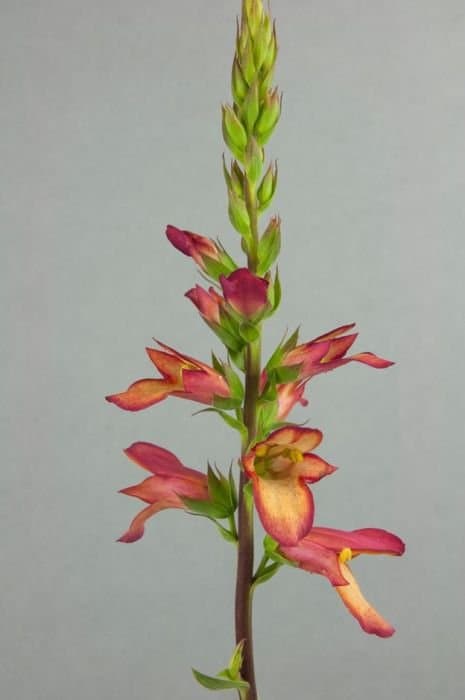 Digitalis 'Tomdigharpink'