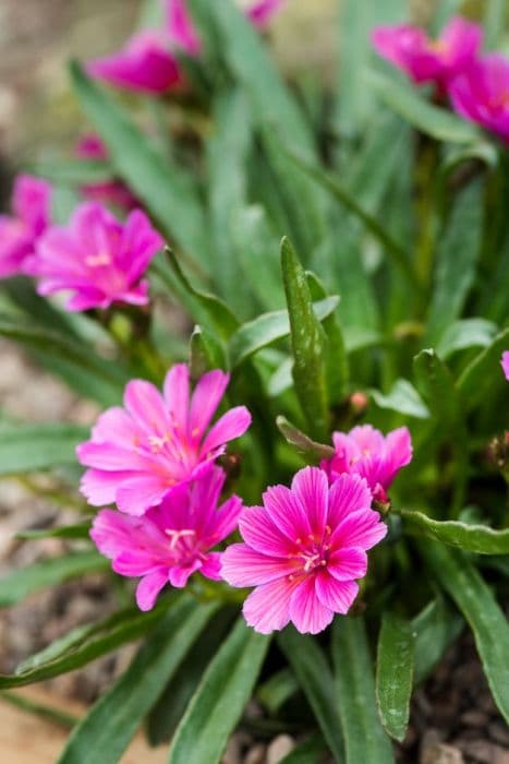 lewisia 'Little Raspberry'