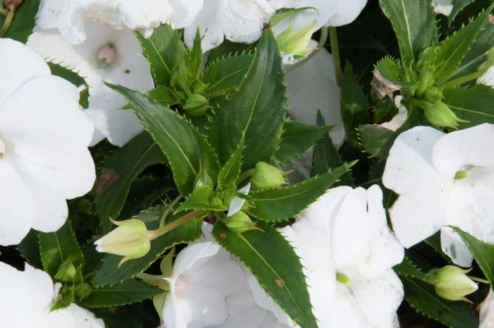 busy lizzie [SunPatiens Compact White Improved]