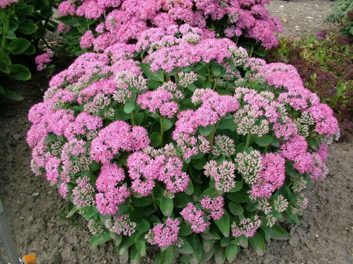 stonecrop 'Carl'