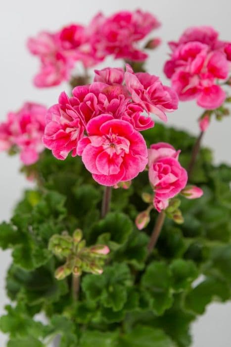 pelargonium [Spanish Wine Rosé]