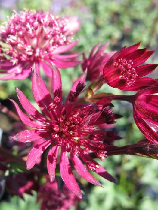 Astrantia 'Ruby Star'