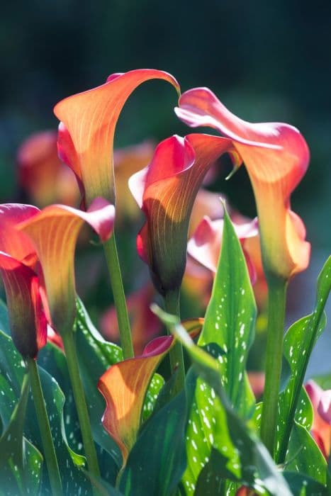 arum lily 'Morning Sun'