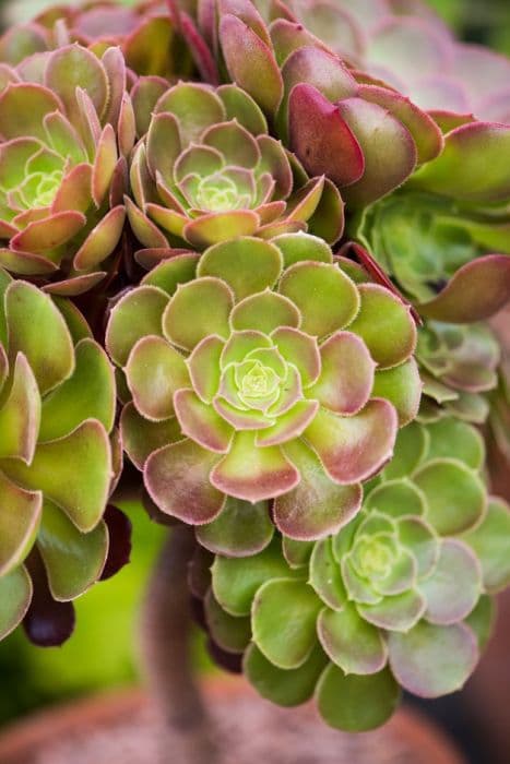 aeonium 'Velour'