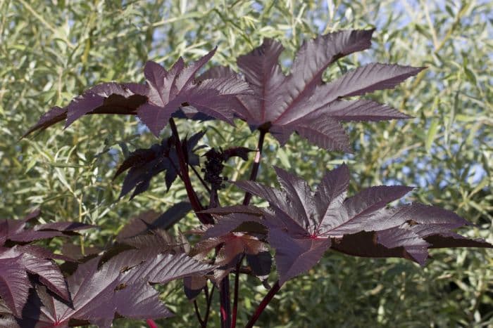 castor oil plant 'New Zealand Black'