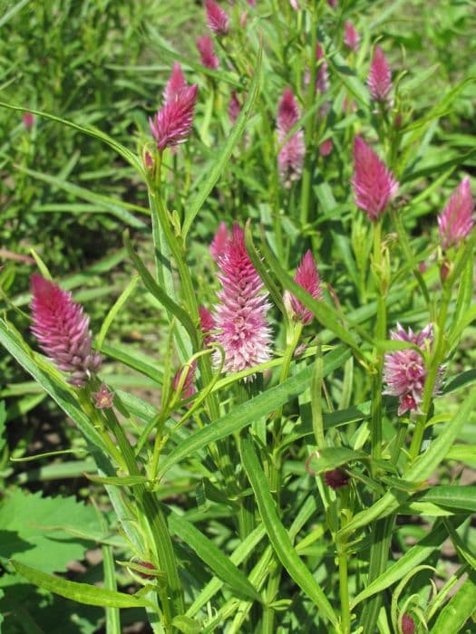 cockscomb 'Flamingo Feather'