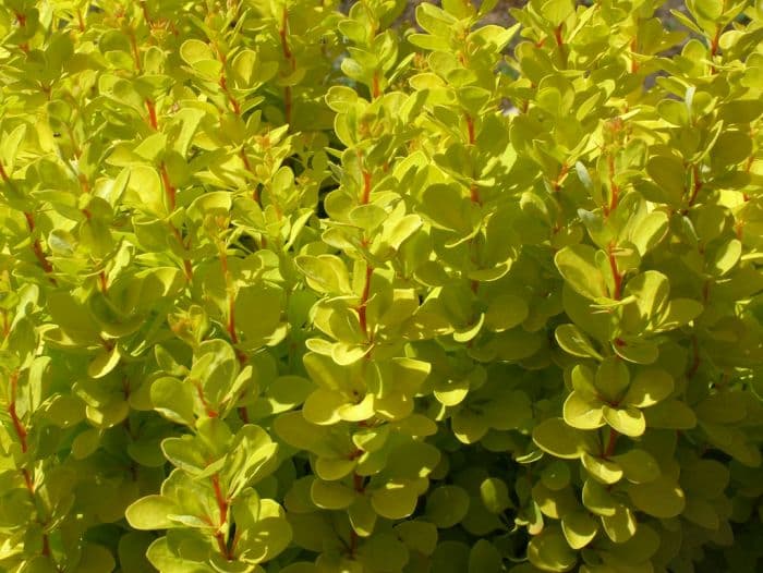 Japanese barberry 'Maria'