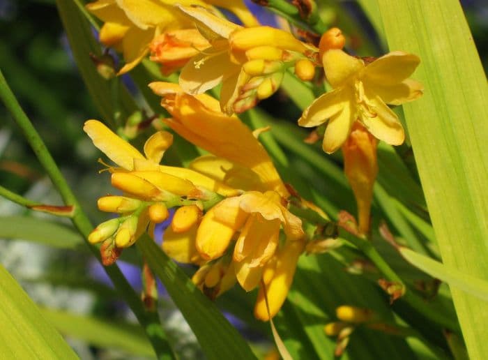 montbretia 'Sulphurea'