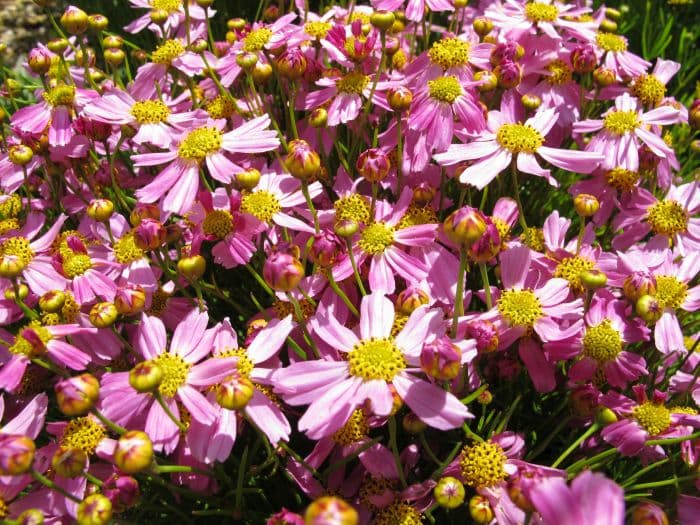 pink tickseed 'American Dream'