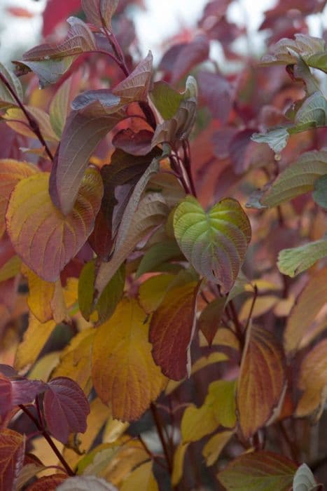 dogwood 'Ruby'