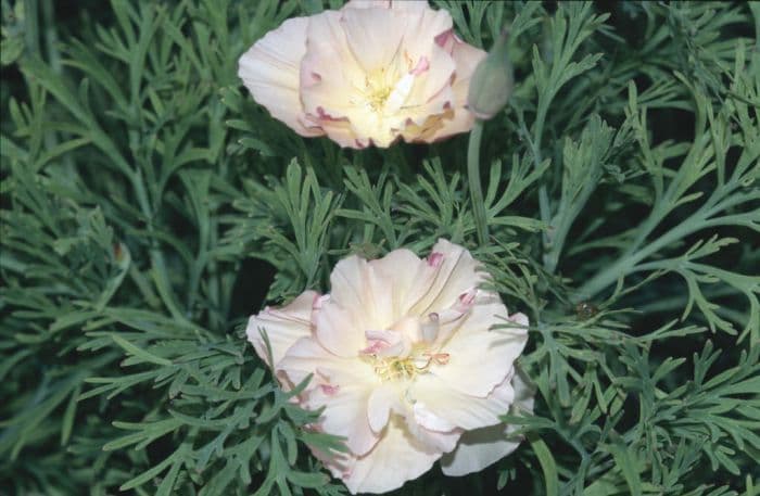 California poppy 'Appleblossom Bush'