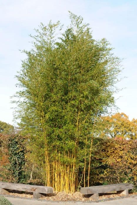 Yellow-groove bamboo