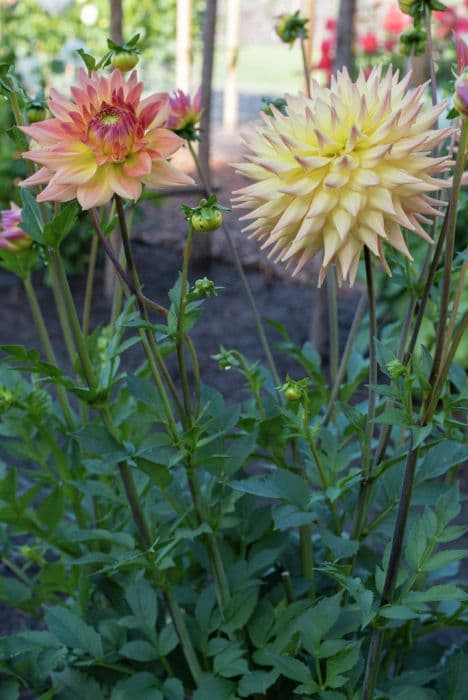 dahlia 'Clearview Louise'