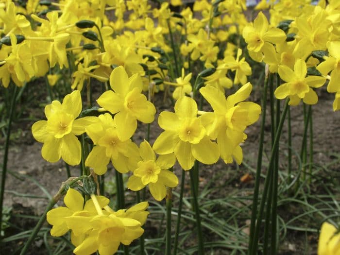 daffodil 'Twinkling Yellow'