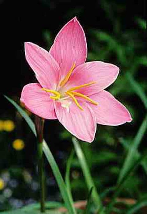 rain lily