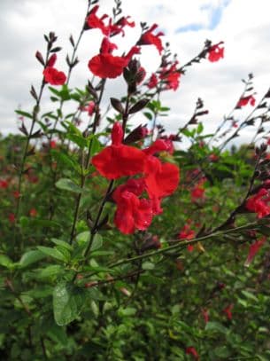 sage 'Jezebel'