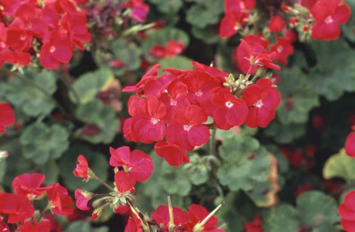 pelargonium 'Vogue Carmine Red'